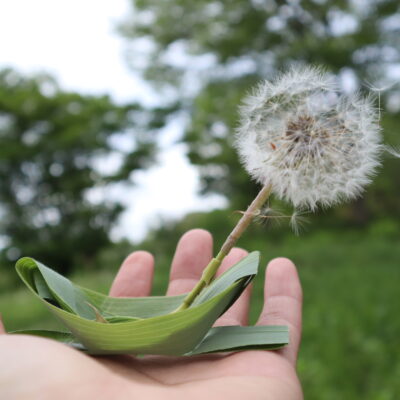 学び続けるとは・・・「野草園研修」