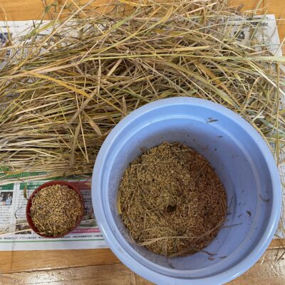 米を稲から外すには・・・